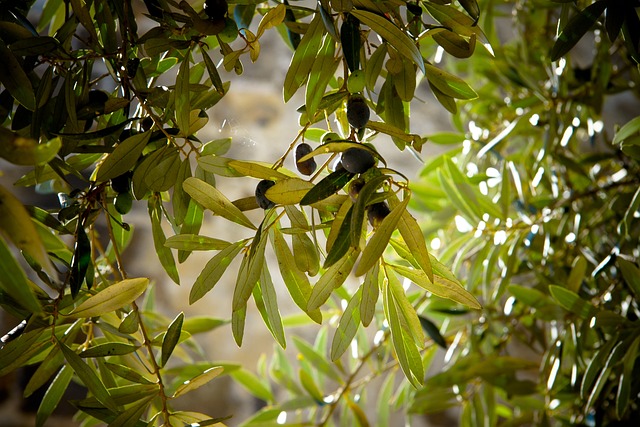 Olives on a tree seen through dappled sunshine.